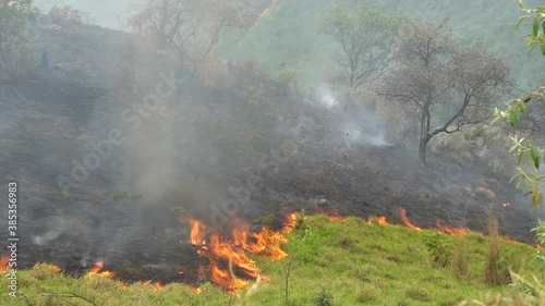 queimadas no Brasil árvores e vegetação photo