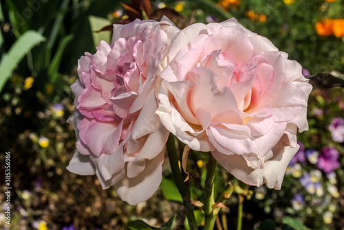 Garden Rose  Rosa hybrida  in garden