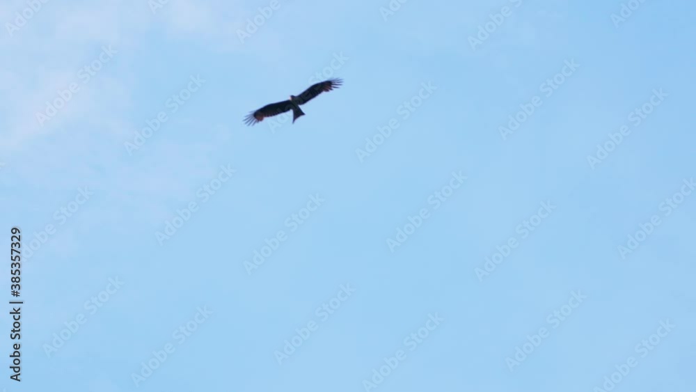 Hawk soaring high in the sky Hawk soaring high in the sky