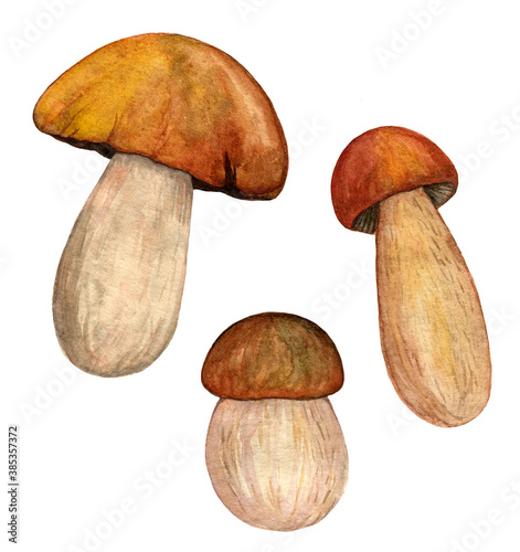 Watercolor porcini set isolated on white background. Edible mushroom object. Autumn season for mushroom hunting. Hand drawn illustration