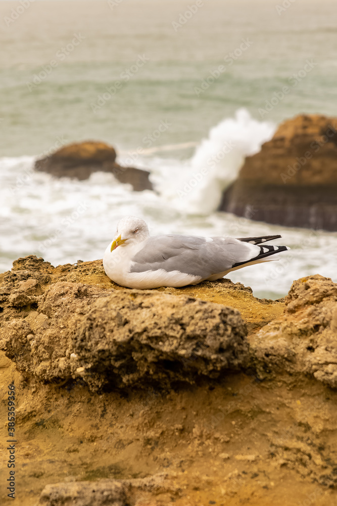 Fototapeta premium Gull, portrait