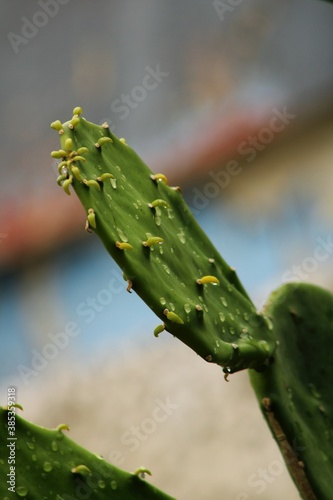 Cactus con gotas de agua