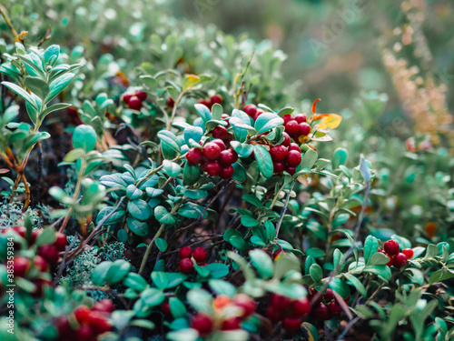 Foto berries on a bush