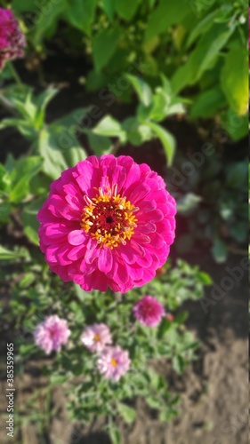 pink and white flower