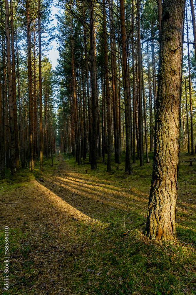 Fototapeta premium Sunny morning in a pine forest.