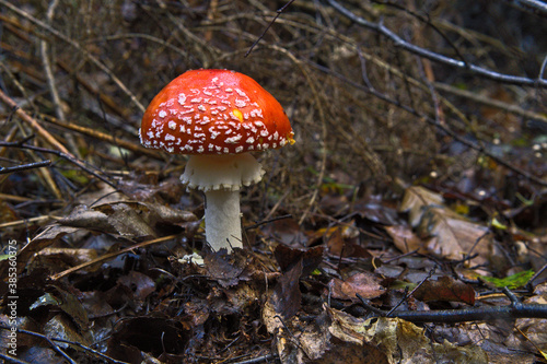 Fly agaric in a wet wood in the north west of France (Rennes, 35000). 