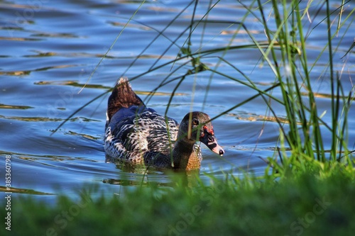 Ave acuática nadando en el lago
