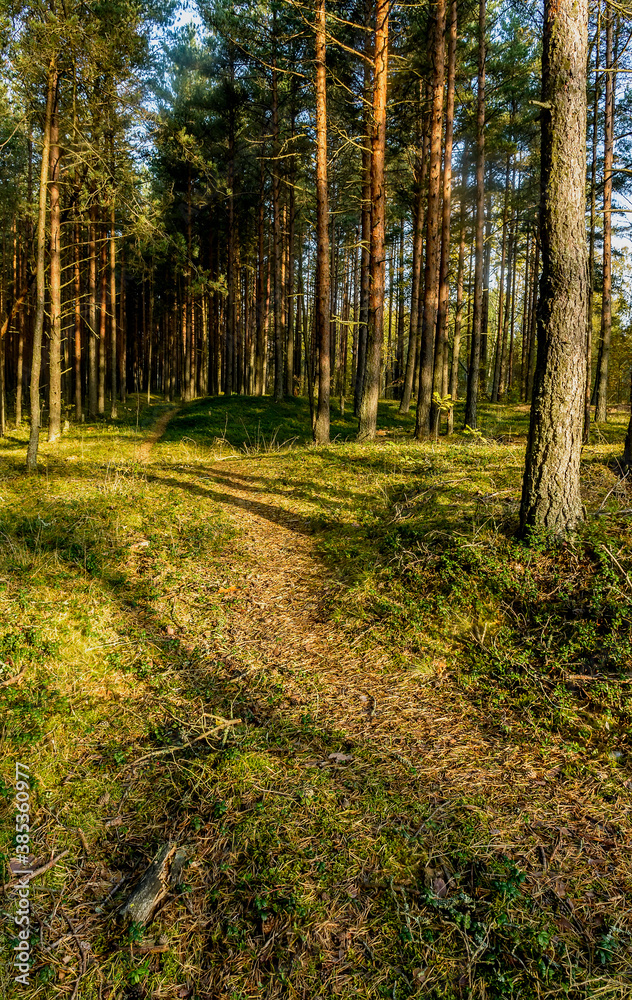 Fototapeta premium Sunny morning in a pine forest.