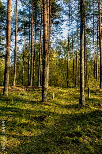 Fototapeta Naklejka Na Ścianę i Meble -  Sunny morning in a pine forest.