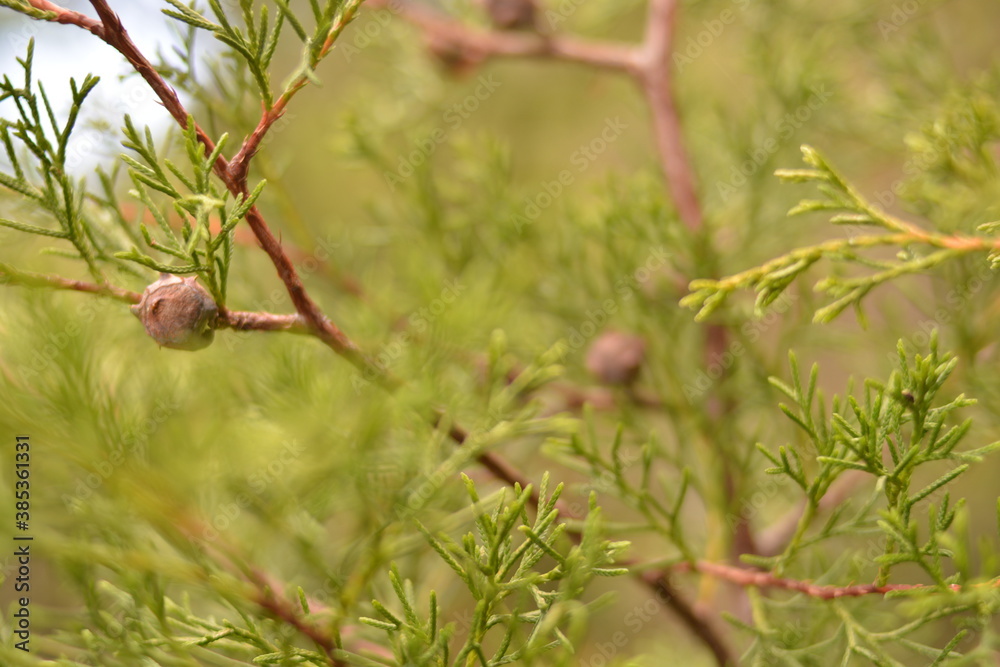 nature, plant, tree, green, spring, flower, branch, leaf, leaves, fruit, garden, fresh, macro, summer, white, bush, growth, close-up, bud, berry, season, forest, natural, red, closeup nature, plant, tree, green, spring, flower, branch, leaf, leaves, fruit, garden, fresh, macro, summer, white, bush, growth, close-up, bud, berry, season, forest, natural, red, closeup
