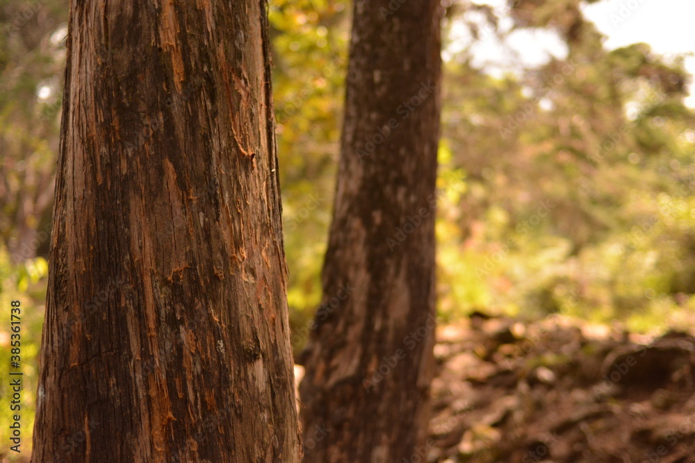 tree, forest, nature, park, green, trees, wood, trunk, pine, woods, bark, autumn, outdoors, landscape, grass, leaves, woodland, plant, old, summer, environment, natural, birch, spring, brown