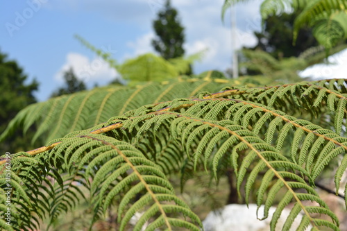 fern, green, nature, leaf, plant, leaves, forest, tree, flora, ferns, foliage, garden, tropical, summer, growth, pattern, spring, environment, plants, frond, texture, botany, rainforest, vegetation, p