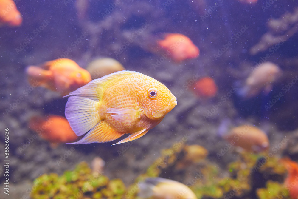 Heros efasciatus. Severum Cichlid swims in the aquarium. Red Spotted Severum Heros efasciatus. Severum Cichlid swims in the aquarium. Red Spotted Severum