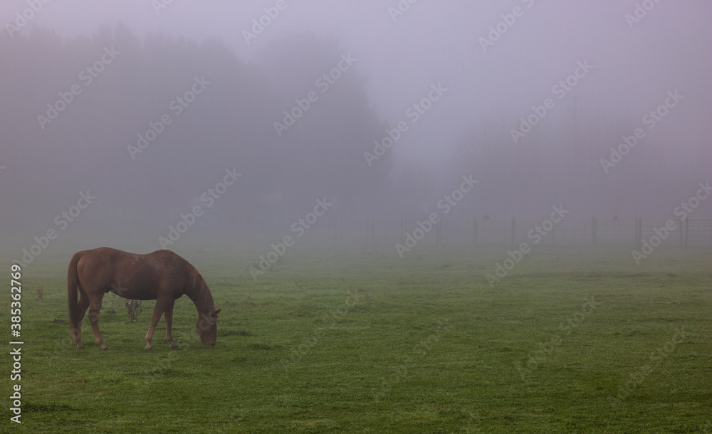 Horse eating grass in heavy fog