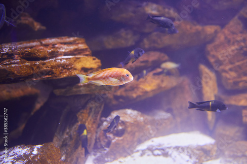 Malawi Fish in a Aquarium. Close up of a rock dwelling fish cichlid Maylandia estherae is a Pseudotrophine cichlid (Pseudotropheus estherae), Cichlidae. photo