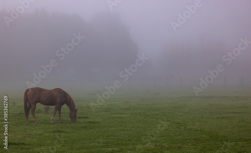 Obraz na płótnie Horse eating grass in heavy fog w salonie