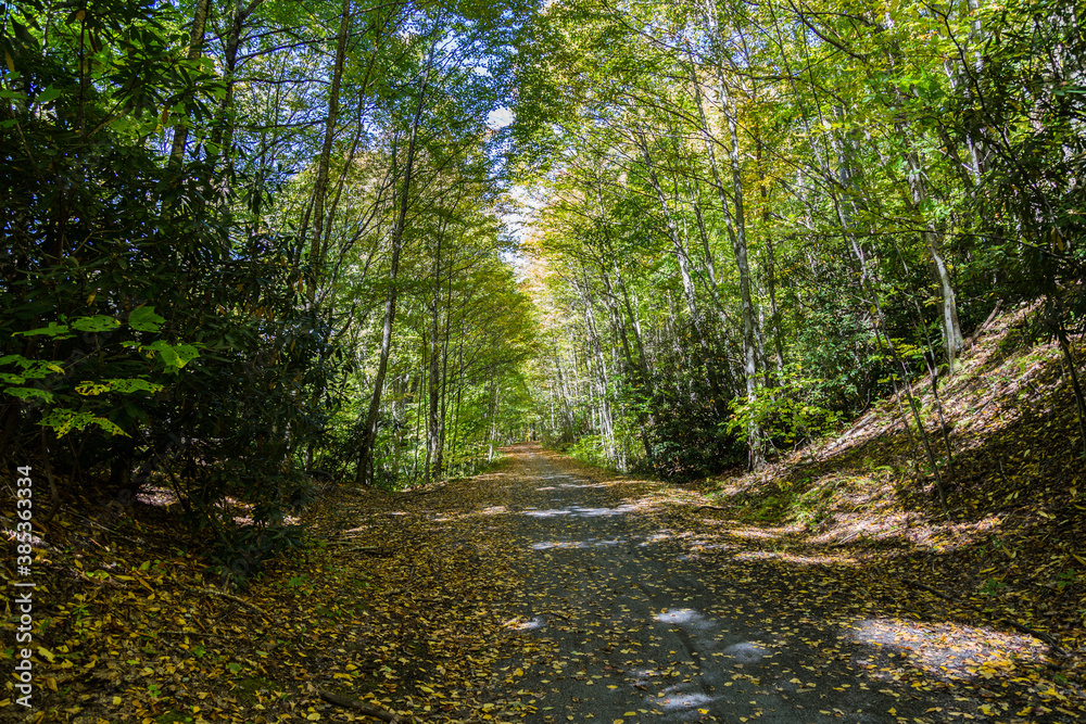 Fototapeta premium The Virginia Creeper Trail, the most popular bike route in the region. Abingdon, VA, USA