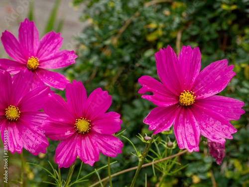 Beautiful Fushia flowers in a garden