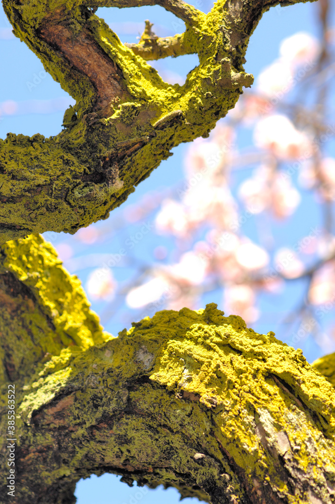 Obraz premium しだれ梅