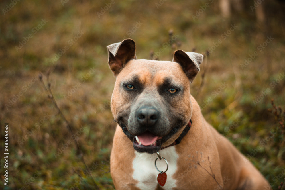 Beautiful american staffordshire terrier dog portrait in rainy autumn nature Beautiful american staffordshire terrier dog portrait in rainy autumn nature
