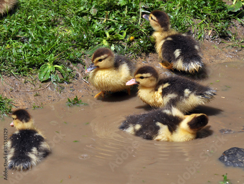 Young ducks of musk breed (Cairina moschata) © orestligetka