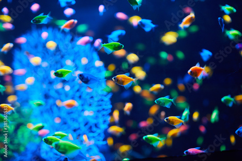 Plenty of Aquarium fish on a dark background. Gymnocorymbus ternetzi. Bright glowing colors. exotic Glo Tetra Fish (fluorescent glo fish), neon glowing fish