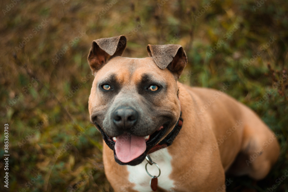 Beautiful american staffordshire terrier dog portrait in rainy autumn nature