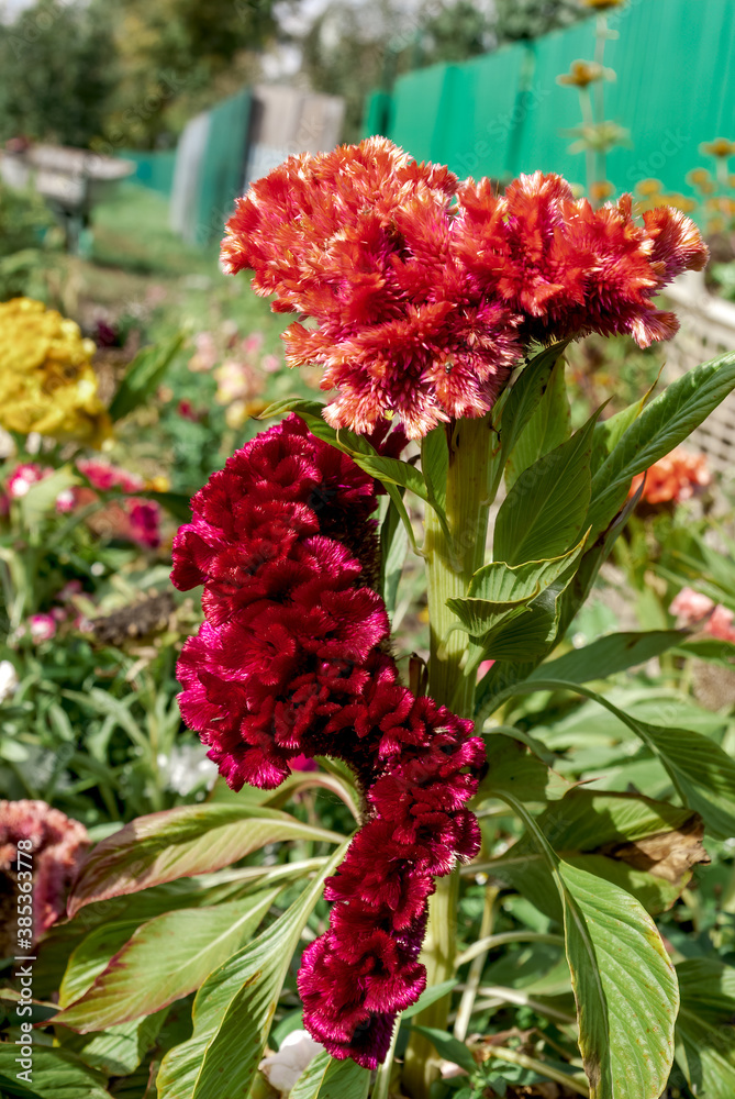 Cockscombs (Celosia cristata) in garden Cockscombs (Celosia cristata) in garden