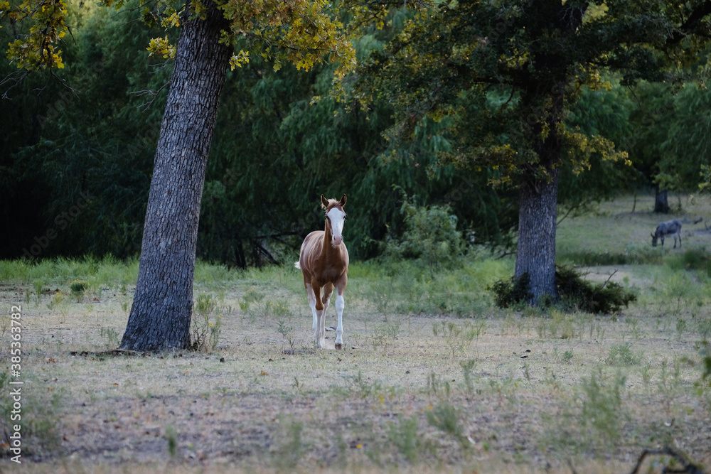 Bald face colt running through farm pasture with trees in background. Bald face colt running through farm pasture with trees in background.