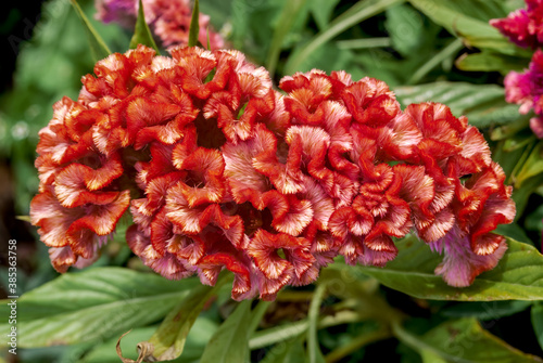 Cockscombs  Celosia cristata  in garden