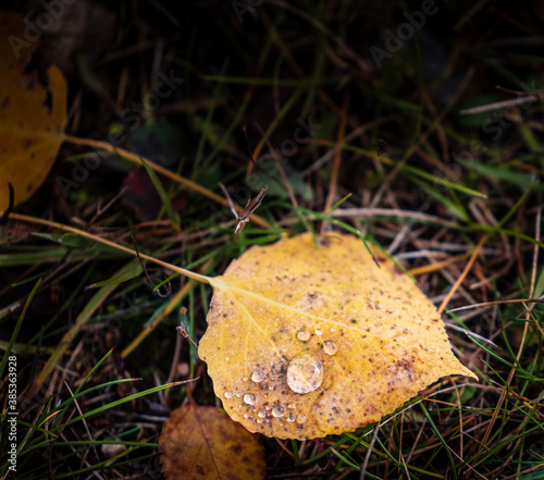 Obraz na płótnie Closeup of morning dew on fallen leaf w salonie