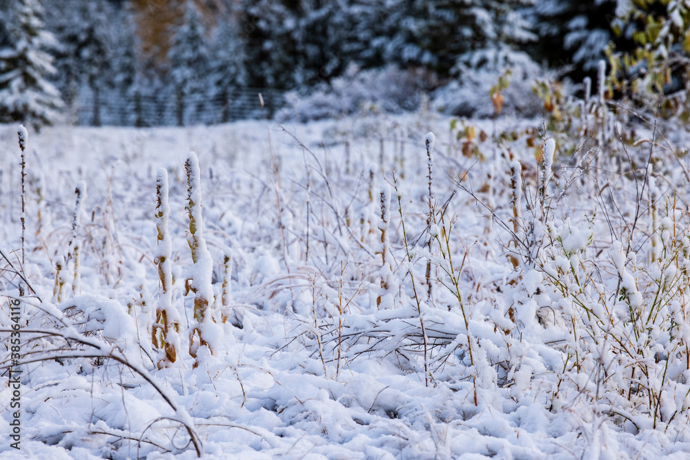 Wind swept snow covered grass