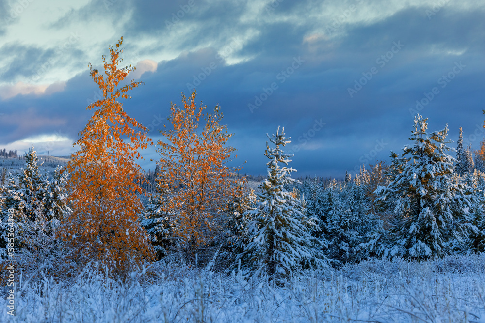 Snow covered trees light up from sunrise