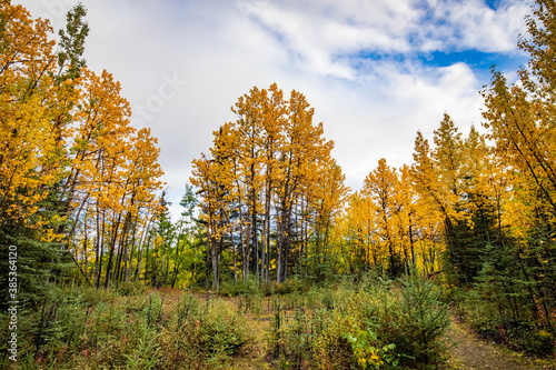 Scenic view of Alaska colorful forest trees in fall