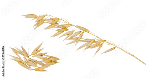 Grain oats isolated on white background, clipping path, top-down