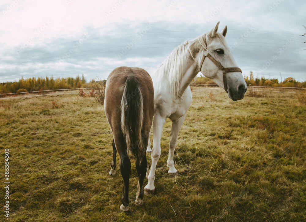 white horse in the field white horse in the field