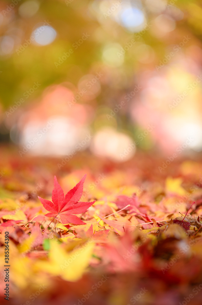 Falling Autumn leaves on ground with beautiful bokeh in background