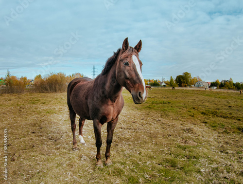 horse in the field © Dmitrii