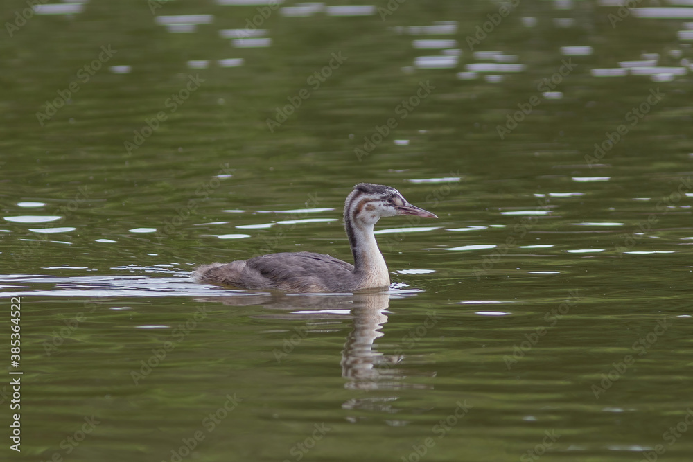 Fototapeta premium The chick of great crested grebe on the lake