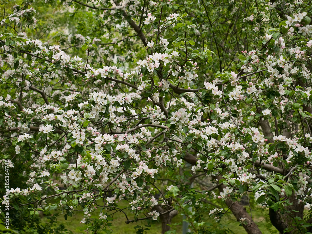 Flowering of fruit tree in the spring