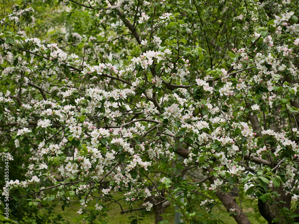 Flowering of fruit tree in the spring Flowering of fruit tree in the spring