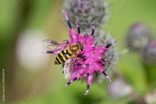 The howerfly fis sitting on the flower at summer © EvgeniaSevryukova