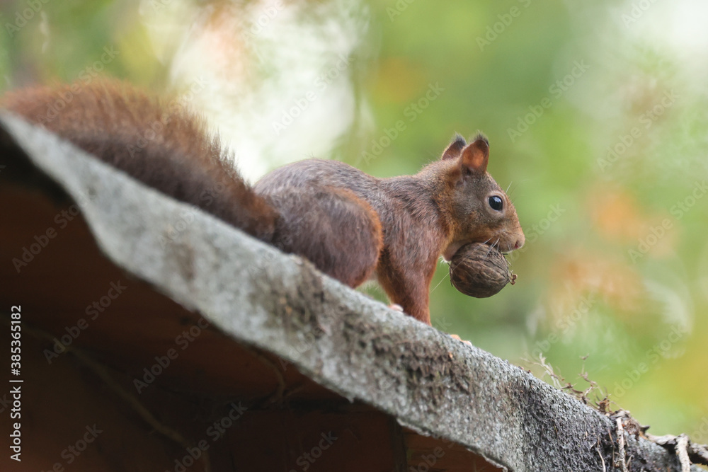 Eichhörnchen mit Walnuss Eichhörnchen mit Walnuss
