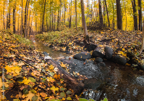 Photos autumn in the forest