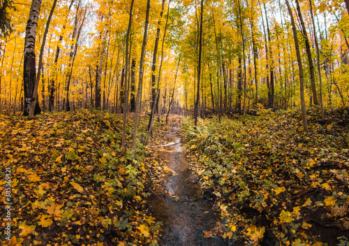 autumn in the forest