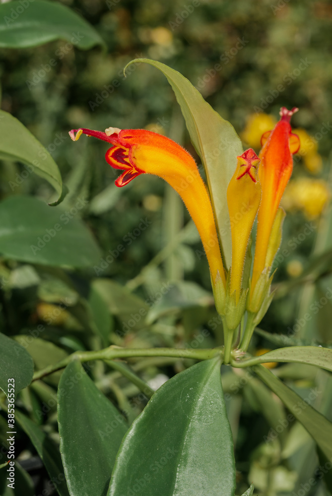Basket Plant (Aeschynanthus speciosus) in greenhouse Basket Plant (Aeschynanthus speciosus) in greenhouse