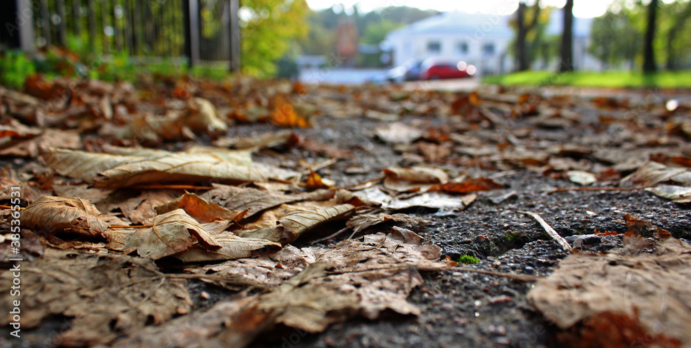 Dry orange autumn leaves cover on the grey asphalt road. Ocrober time. Wallpaper. City park. Ukraine. Dry orange autumn leaves cover on the grey asphalt road. Ocrober time. Wallpaper. City park. Ukraine.
