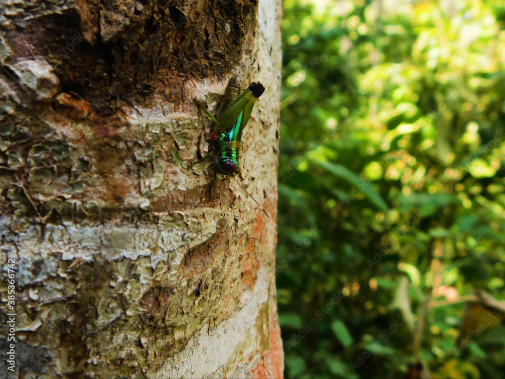 Fototapeta premium grasshopper on a tree 