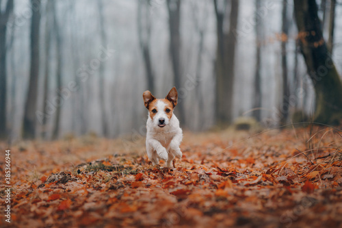 dog in autumn park. Jack Russell Terrier in yellow leaves