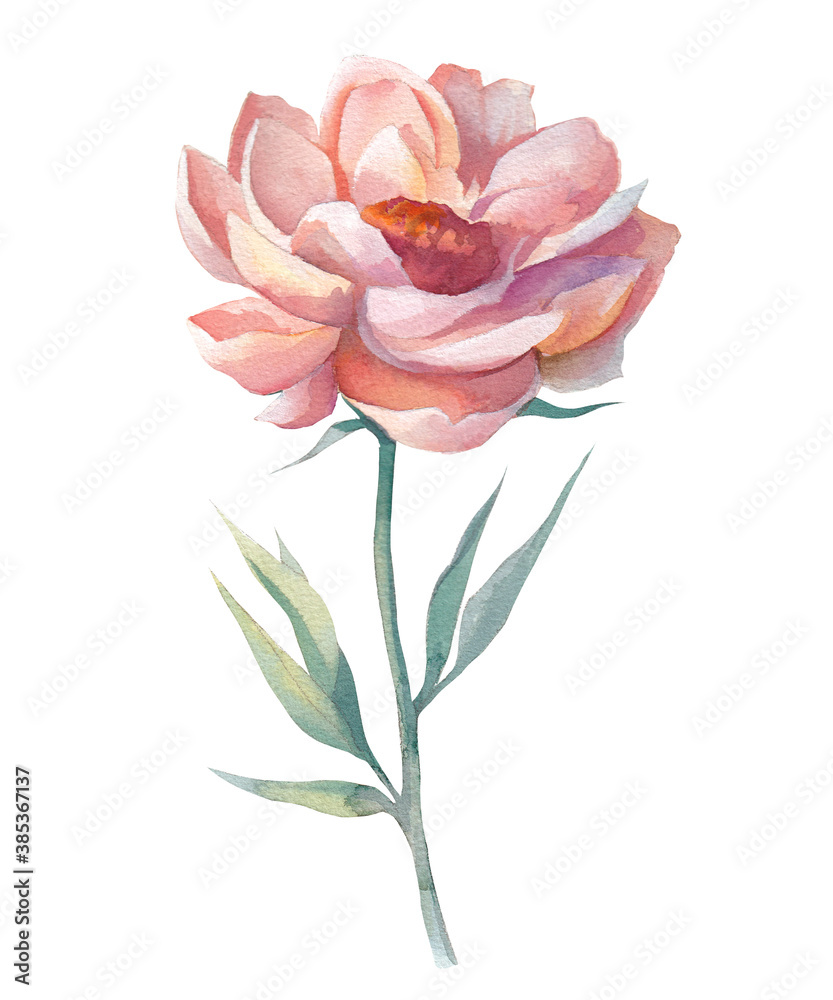 Watercolor flower. Botanical art Watercolor flower. Botanical art